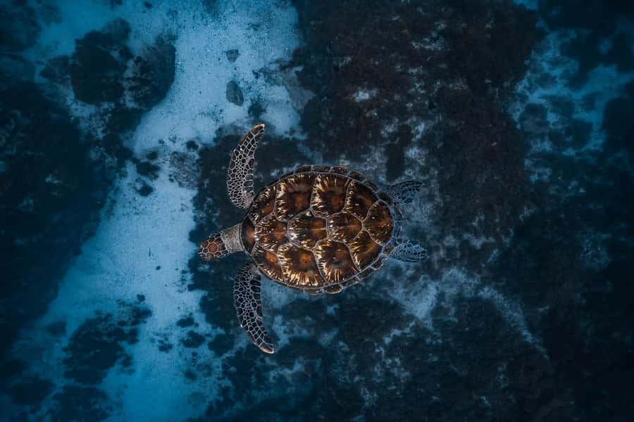 Byron Bay: Snorkeling Tour at Julian Rocks, Nguthungulli - The 15-minute ride to Nguthungulli