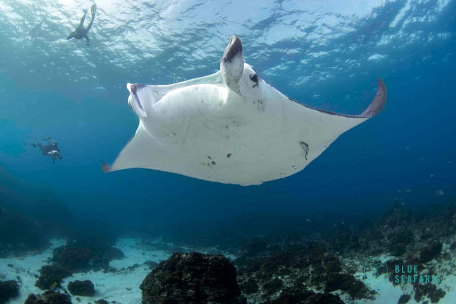 Byron Bay: Snorkelling Tour of Julian Rocks "Nuthungulli" - Is $91 good value?