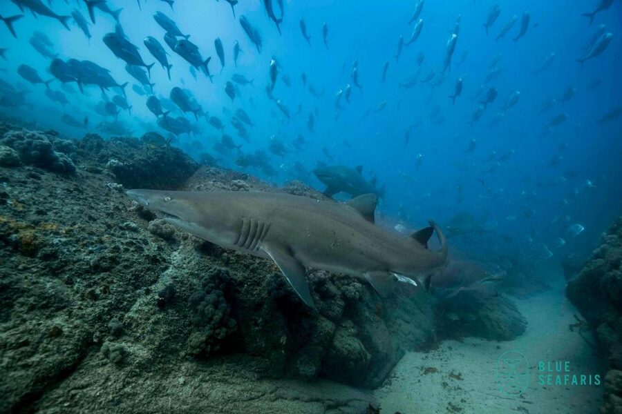 Byron Bay: Snorkelling Tour of Julian Rocks "Nuthungulli" - Who should book this trip?