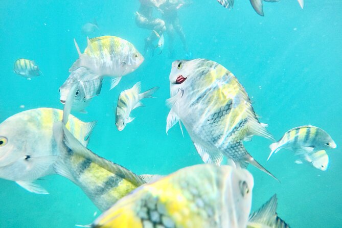 Cabo Blue Snorkeling Cruise, Open Bar and Lunch in Cabo San Lucas - Why this half-day cruise works so well