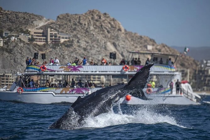Cabo Boat Tour: Drinks, Lunch, Snorkeling, Dancing, and Transport - Chileno Bay is the main water activity