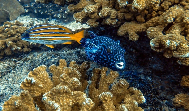 Cabo Pulmo Snorkeling - Key points to know before booking