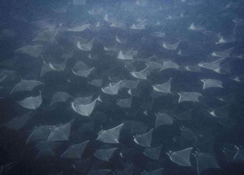 Cabo Pulmo Snorkeling - The 2.5-hour snorkeling session