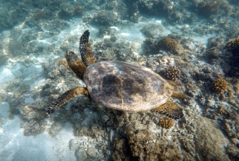 Cabo Pulmo Snorkeling - Is $110 a fair price?