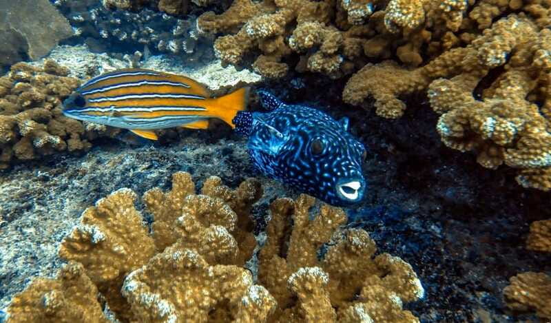 Cabo Pulmo Snorkeling - The timing issue to keep in mind