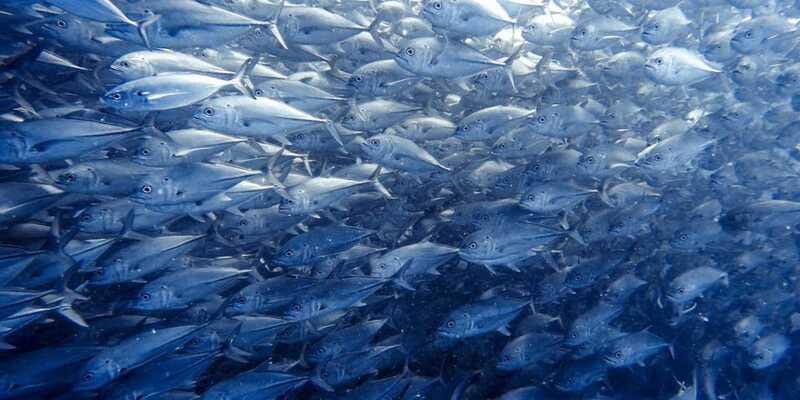 Cabo Pulmo Snorkeling - Booking flexibility and languages
