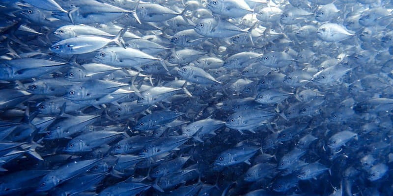 Cabo Pulmo Snorkeling - Starting at Cabo Pulmo Travel