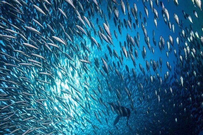 Cabo San Lucas Arch Boat Tour and Snorkeling at Pelican Rock - Pelican Rock is the active part of the outing