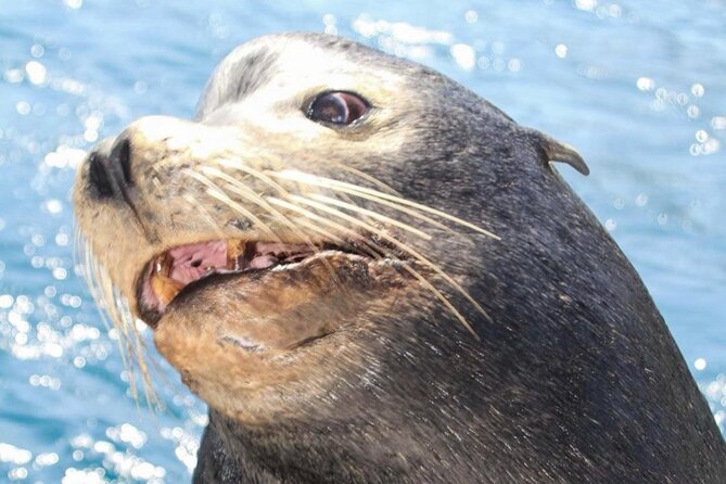 Cabo San Lucas Boat Tour and Snorkel at Pelican Rock - What happens at Pelican Rock