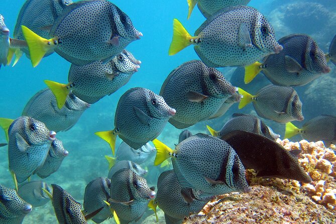 Cabo San Lucas Boat Tour and Snorkel at Pelican Rock - Who should book this outing?