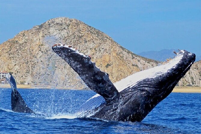 Cabo San Lucas Boat Tour and Snorkel at Pelican Rock - Meeting point and practical preparation