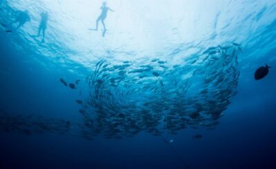 Cabo San Lucas Shopping, Tequila Tasting, and Snorkel Tour