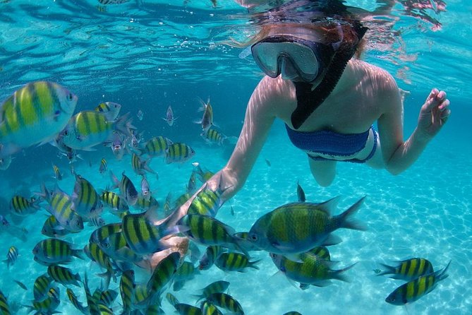 Cabo San Lucas Short Snorkeling Tour with Divemaster Guide - What the two-hour itinerary feels like