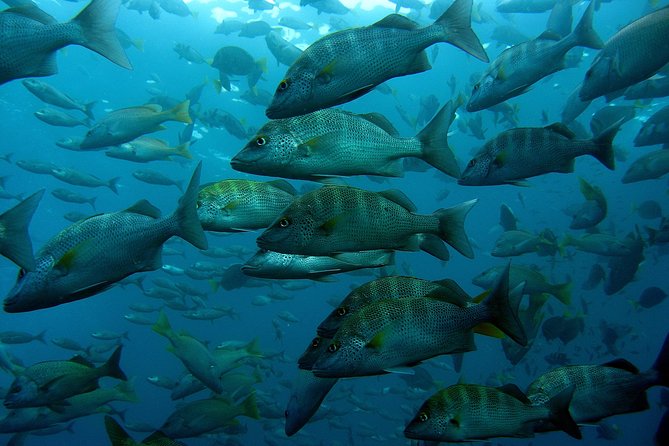 Cabo San Lucas Short Snorkeling Tour with Divemaster Guide - Equipment, comfort, and group size