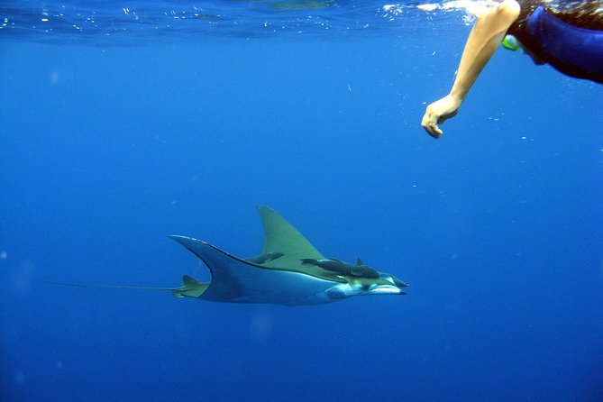 Cabo San Lucas Short Snorkeling Tour with Divemaster Guide - Is the $70 price fair?