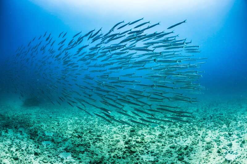 Cabo San Lucas: Snorkel, Lunch and Sail Experience - What the 70-foot SailRider offers