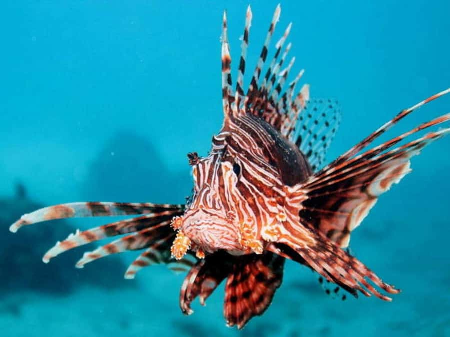 Cairns: 2-Day Great Barrier Reef Dive and Snorkel Boat Trip - Who will enjoy this two-day trip most