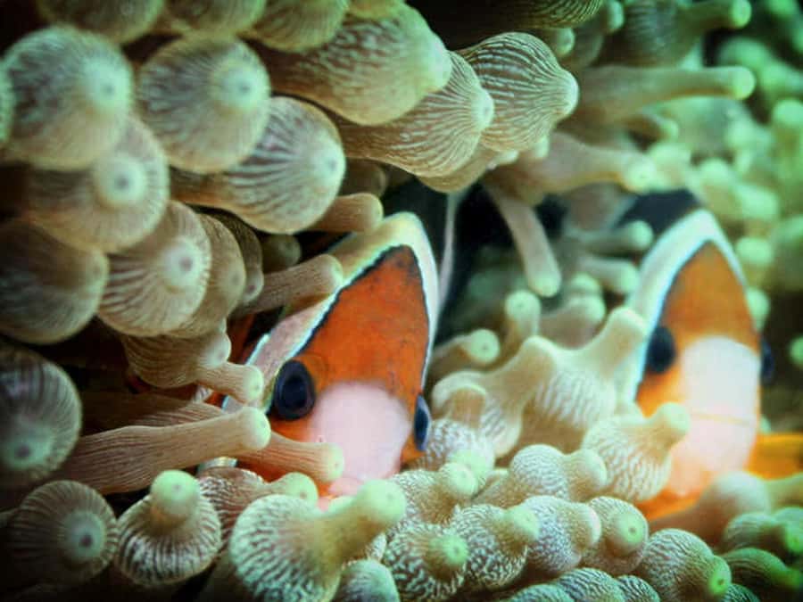 Cairns: 2-Day Great Barrier Reef Dive and Snorkel Boat Trip - The night session is the trip’s most unusual feature