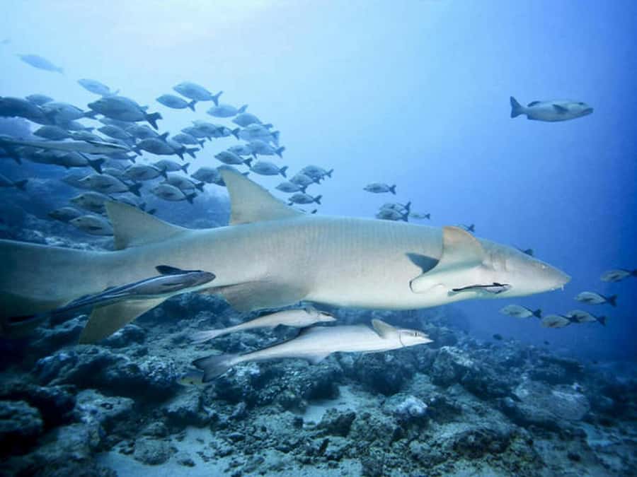 Cairns: 2-Day Great Barrier Reef Dive and Snorkel Boat Trip - Food, bunks, and the practical side of staying onboard