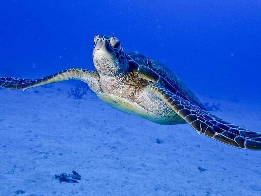 Cairns: 2-Day Great Barrier Reef Dive and Snorkel Boat Trip - Safety, fitness, and changing weather