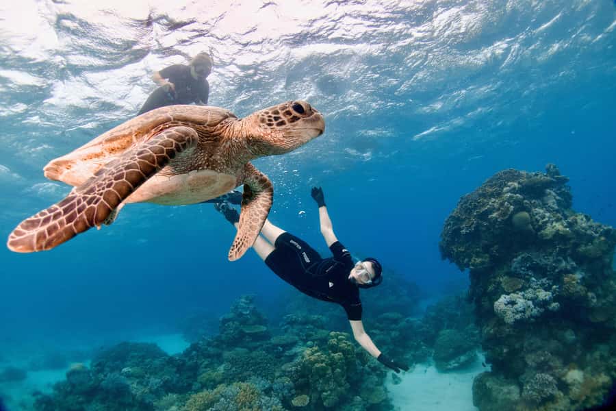 Cairns: All-Inclusive Great Barrier Reef Half-Day Snorkeling - One of 15 reef sites, selected on the day