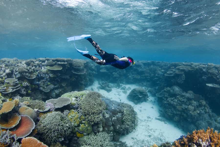 Cairns: All-Inclusive Great Barrier Reef Half-Day Snorkeling - More than two hours of guided snorkeling