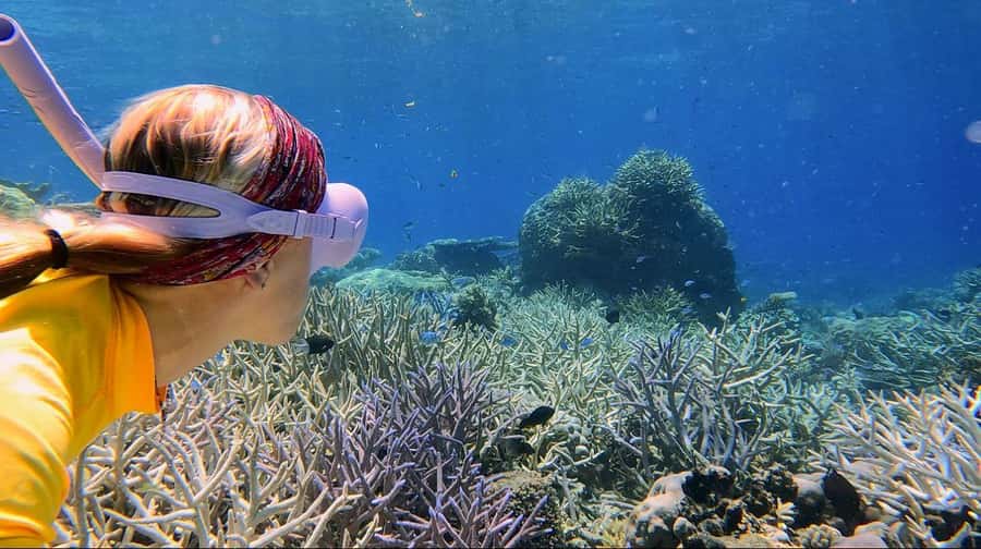 Cairns: All-Inclusive Great Barrier Reef Half-Day Snorkeling - What the afternoon feels like