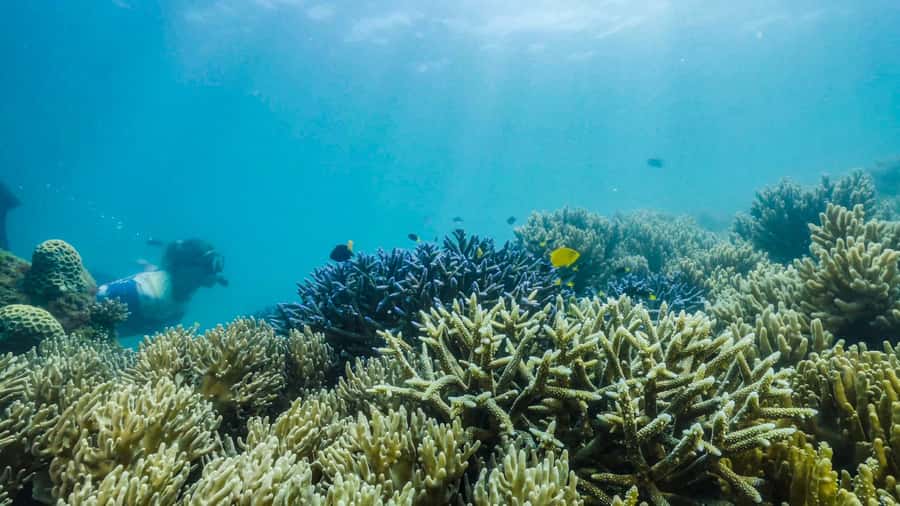 Cairns: Fitzroy Island Ferry w/ Snorkel, Lunch, Tour Options - How much value do you get for $69?