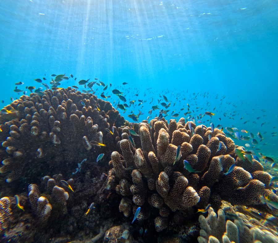 Cairns: Great Barrier Reef Half-Day Snorkelling Tour - A quick boat ride from Cairns Marlin Marina