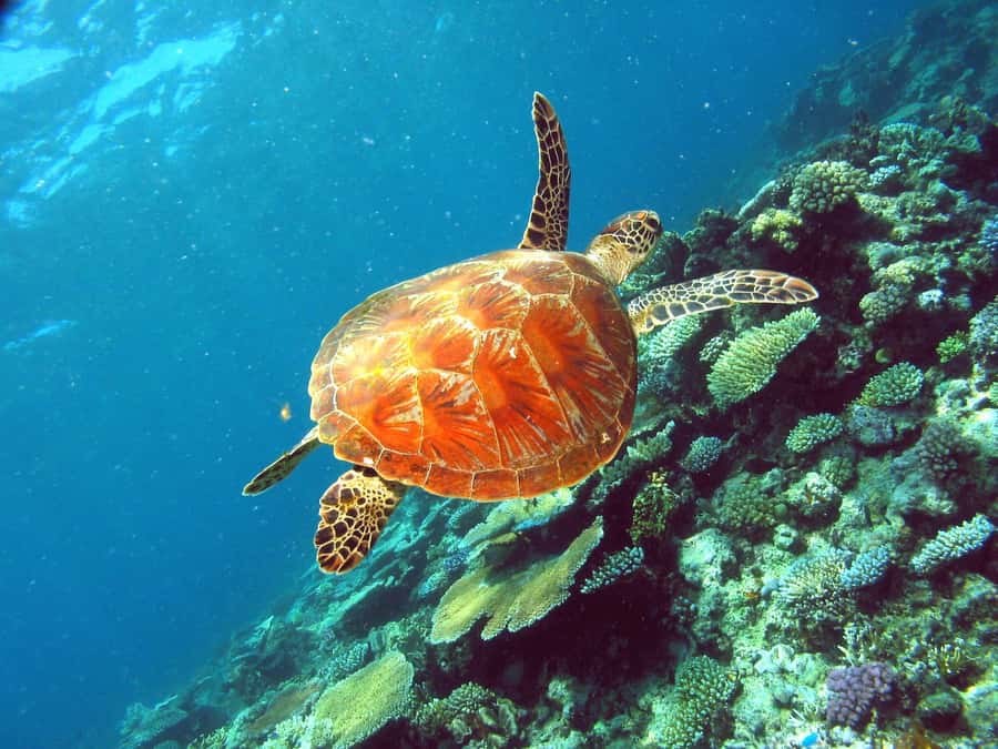 Cairns: Great Barrier Reef Half-Day Snorkelling Tour - Practical timing and cancellation details