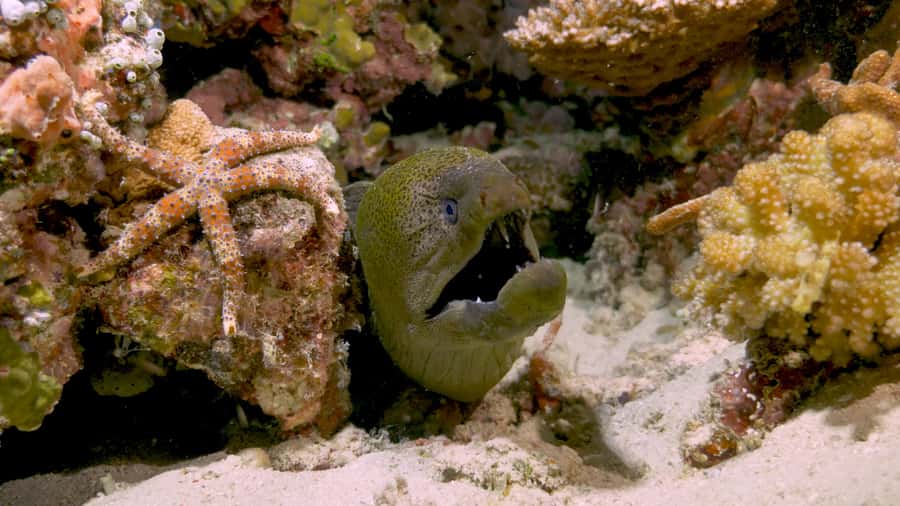 Cairns: Great Barrier Reef Overnight Snorkelling Boat Trip - Who will get the most from this trip?