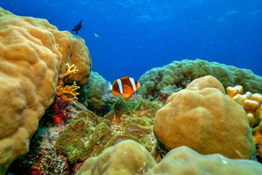 Cairns: Great Barrier Reef Premium Diving Full Day Tour - Leaving Cairns Marlin Marina