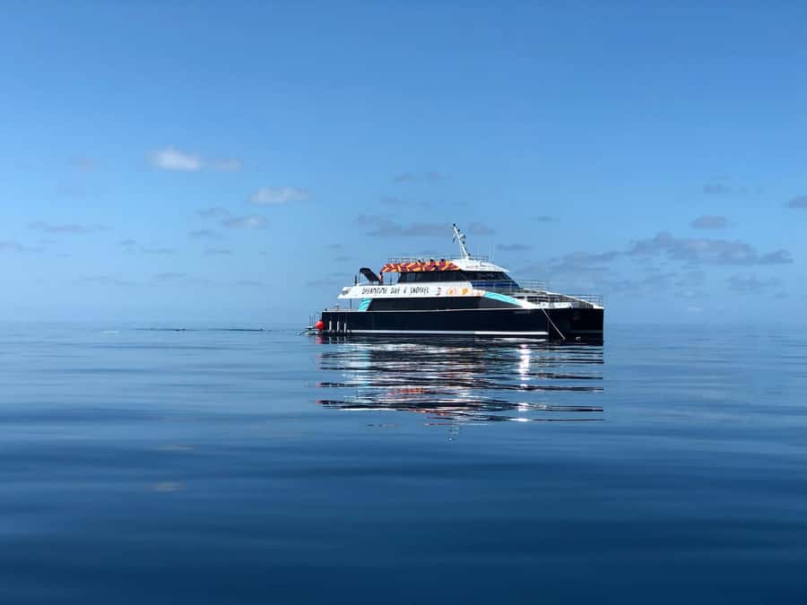 Cairns: Great Barrier Reef Premium Diving Full Day Tour - Coral gardens, fish schools, and larger sightings