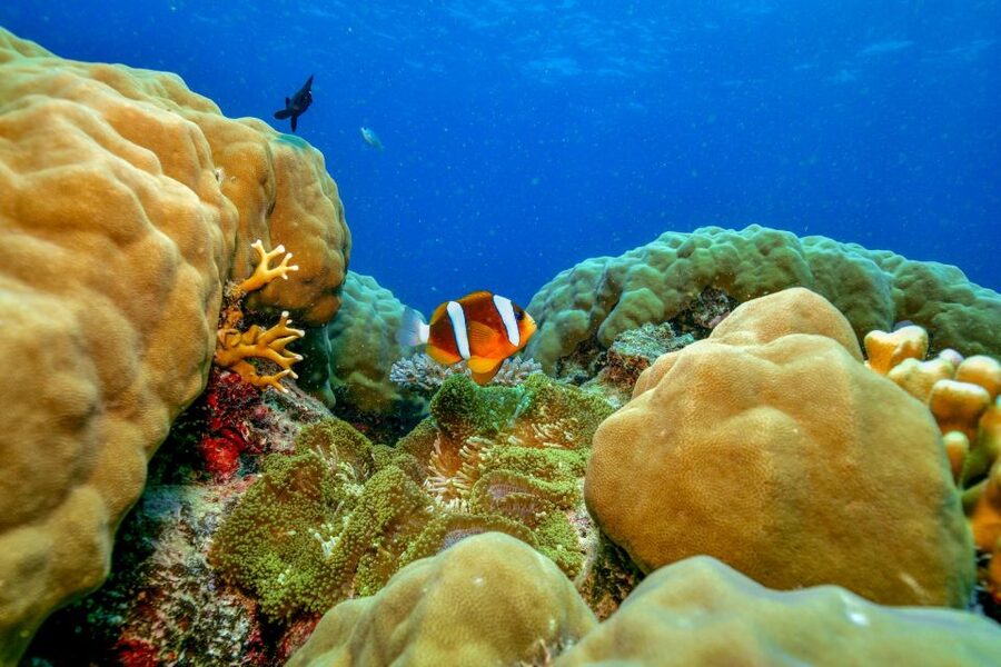 Cairns: Great Barrier Reef Premium Diving Full Day Tour - Optional scuba for beginners and certified swimmers