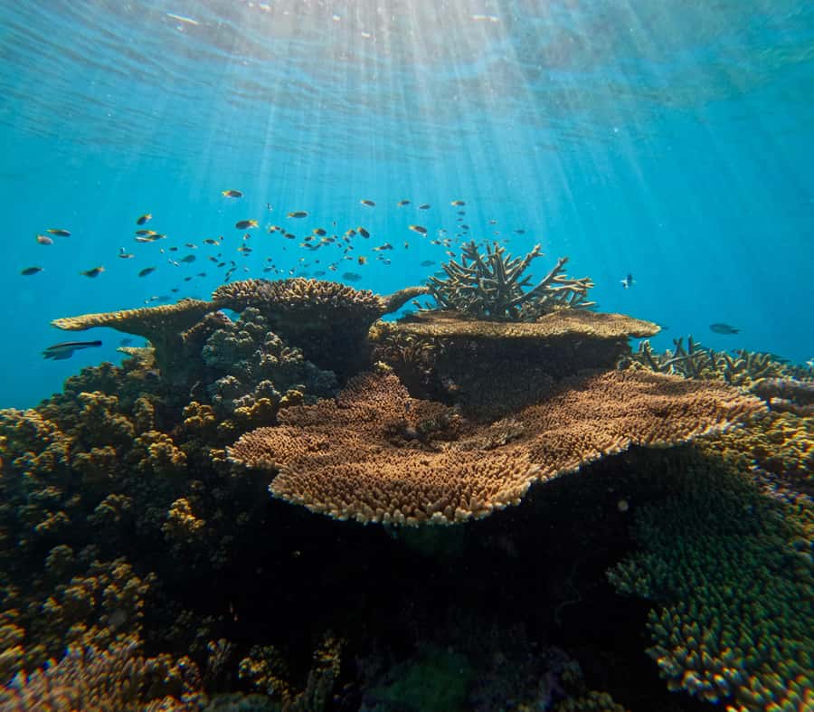 Cairns: Great Barrier Reef Small Group Snorkelling Tour - A fast departure from Cairns Marlin Marina