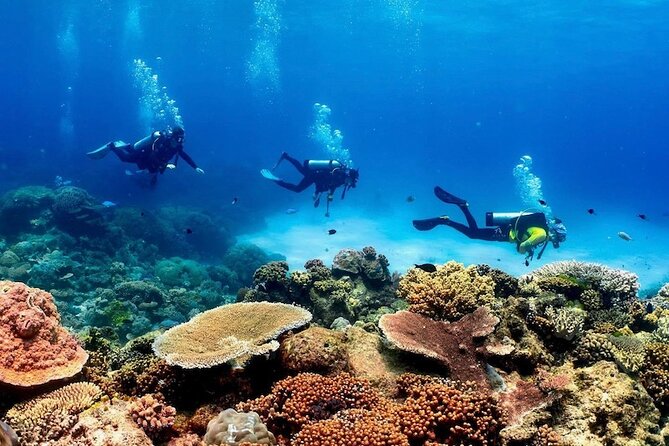 Cairns Half Day Tour a Great Barrier Reef Snorkeling Experience - Who will enjoy this half-day trip most