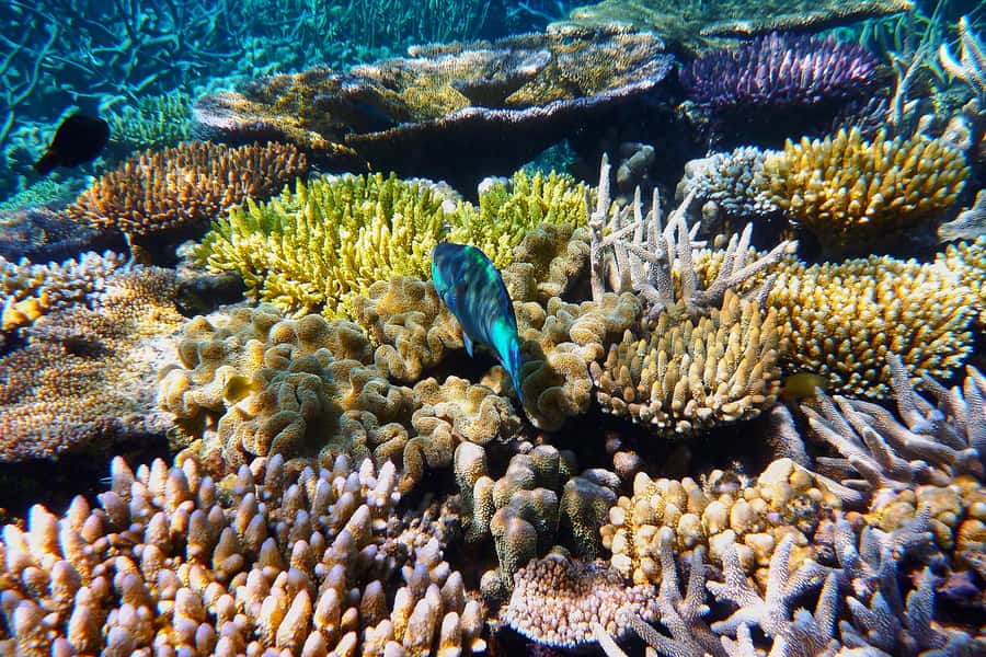 Cairns: Outer and Coral Cay Snorkel and Dive Cruise - Seeing the reef from above, below, and through glass