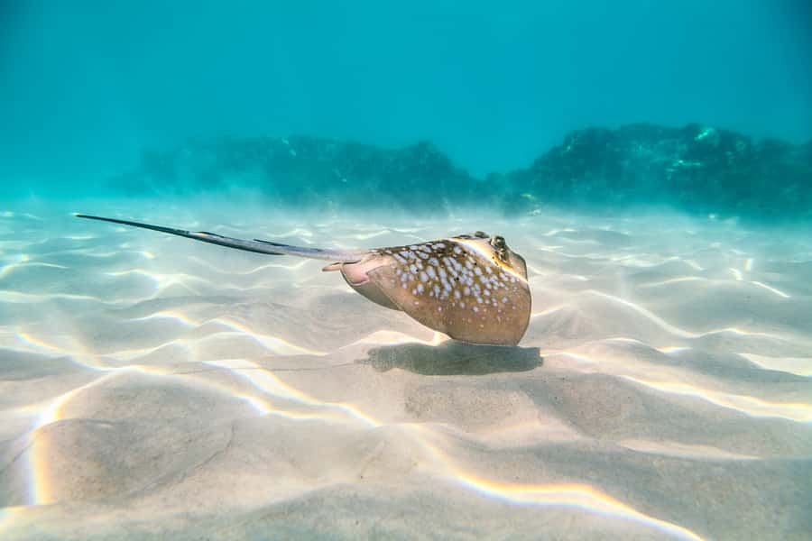 Cairns: Outer and Coral Cay Snorkel and Dive Cruise - Lunch is a real part of the value