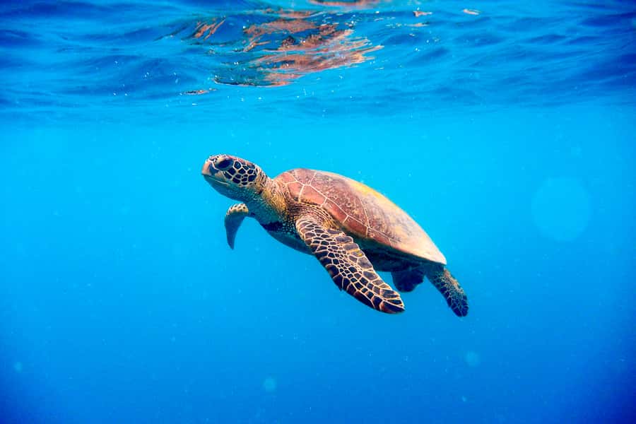 Cairns: Outer and Coral Cay Snorkel and Dive Cruise - Who will enjoy this most