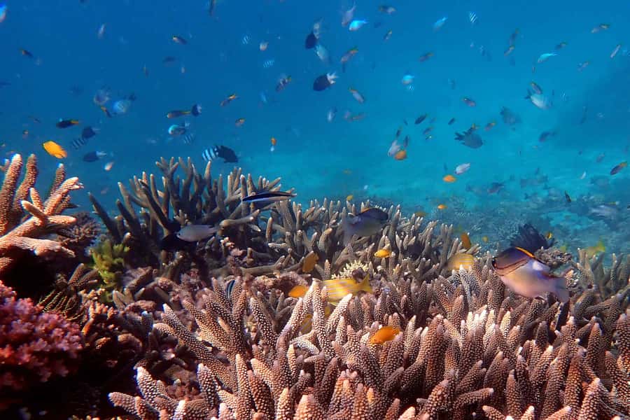 Cairns: Outer Great Barrier Reef & Dunk Island Small Group - Key points at a glance