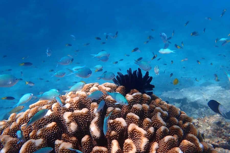 Cairns: Outer Great Barrier Reef & Dunk Island Small Group - Why Beaver Reef makes this trip different