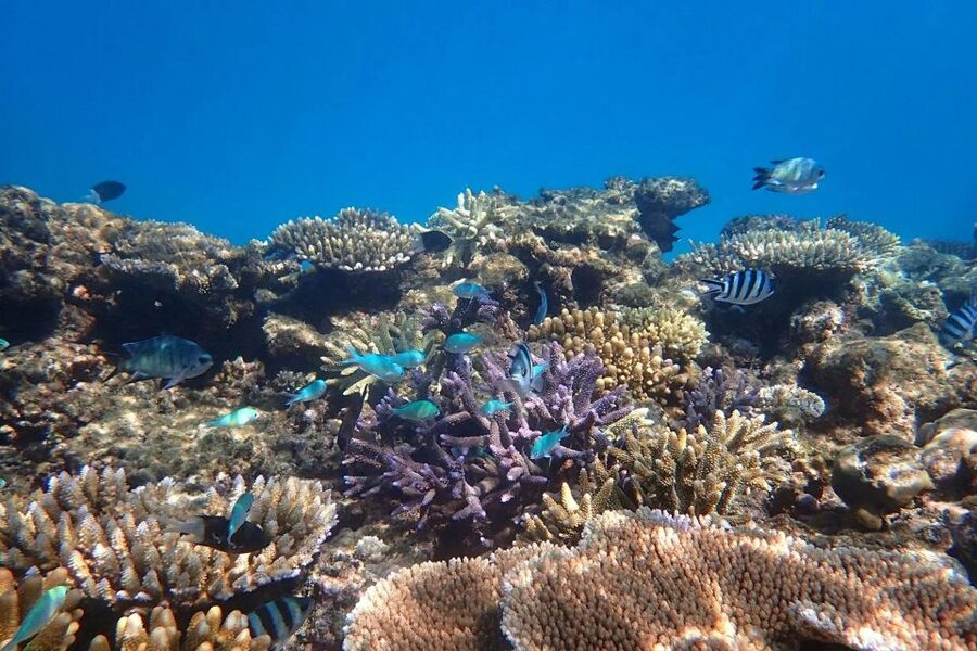Cairns: Outer Great Barrier Reef & Dunk Island Small Group - The reef briefing and guided snorkeling