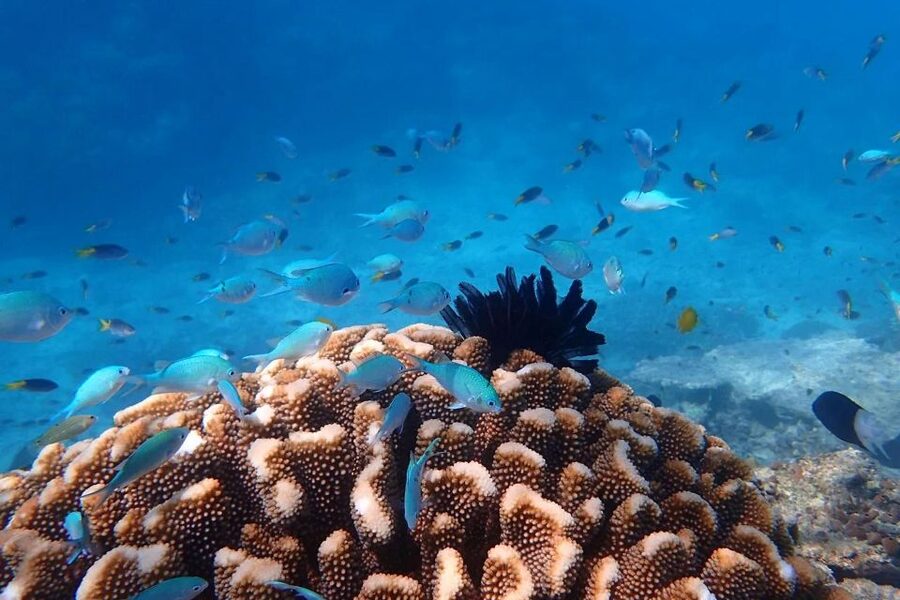 Cairns: Outer Great Barrier Reef & Dunk Island Small Group - Lunch on board, then an hour on Dunk Island
