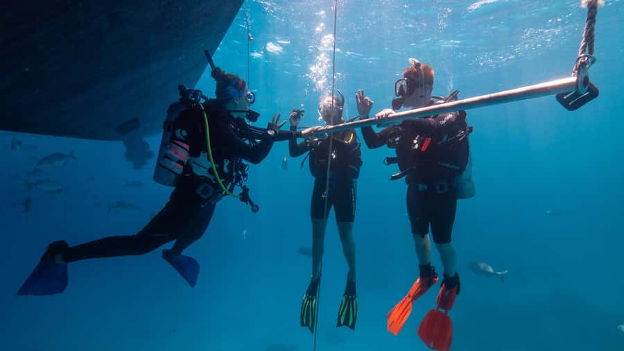 Cairns: Premium Snorkelling and Diving Reef Day Trip - Scuba options for beginners and certified participants