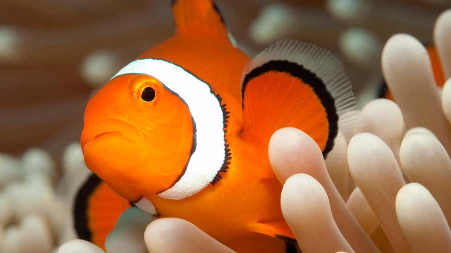 Cairns: Premium Snorkelling and Diving Reef Day Trip - Who will enjoy this most