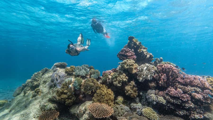 Cairns: Premium Snorkelling and Diving Reef Day Trip - Your first outer reef stop