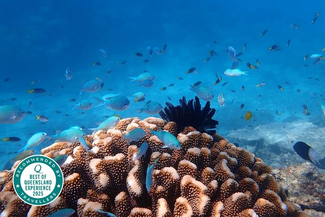 Cairns: Small Group | Outer Great Barrier Reef Snorkel & Dunk Is. - Why this tour takes the scenic route to the reef