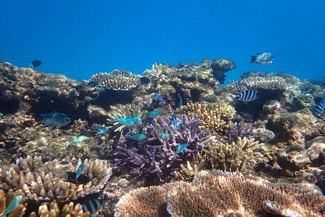 Cairns: Small Group | Outer Reef Snorkel & Dunk Island - Why Beaver Reef is worth the long ride south