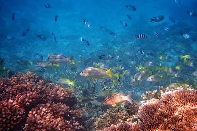 Cairns: Small Group | Outer Reef Snorkel & Dunk Island - Breakfast, priority boarding, and settling onto the catamaran