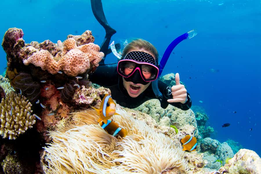 Cairns: Snorkelling and Diving Reef Day Trip - Key points at a glance